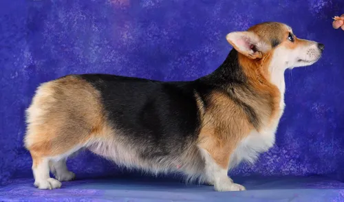Корги Фото собака, стоящая на синем фоне