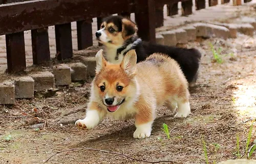 Корги Фото две собаки на земле