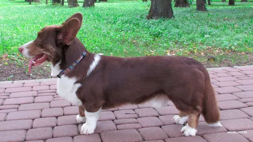 Корги Фото собака, стоящая на кирпичной дорожке