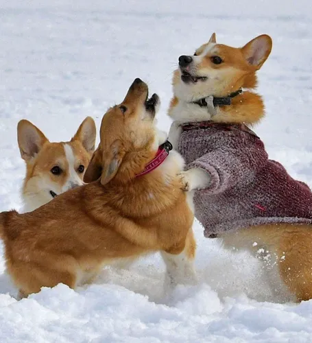 Корги Фото группа собак, играющих на снегу