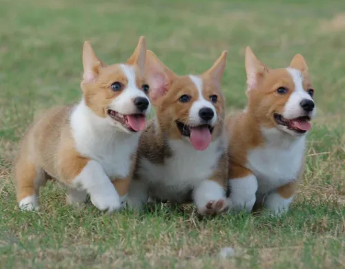 Корги Фото группа собак бегает по траве