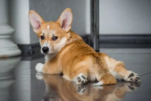 Корги Фото маленькая собачка, лежащая на полу