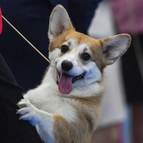 Корги Фото собака с высунутым языком