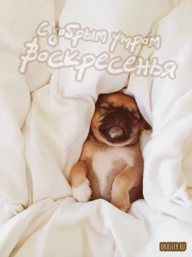 Доброе Утро Воскресенье Картинки собака, лежащая на кровати