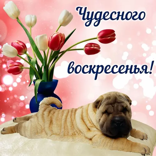 Доброе Утро Воскресенье Картинки собака, лежащая на земле с вазой с тюльпанами