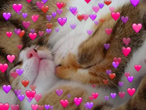 С Сердечками Картинки кошка, лежащая на спине с розовыми сердечками на спине