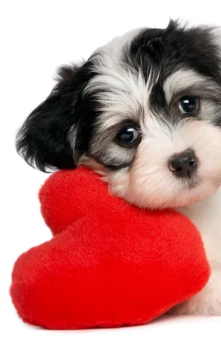 С Сердечками Картинки собака с красным сердцем