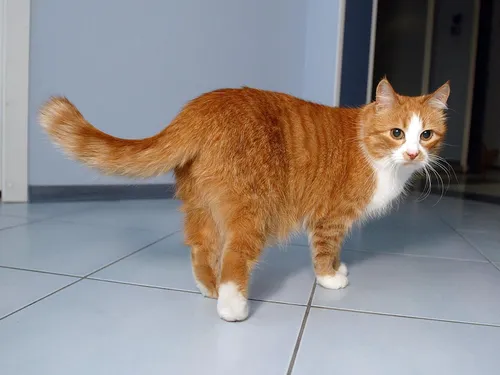 Кот Картинки кошка, стоящая на плиточном полу