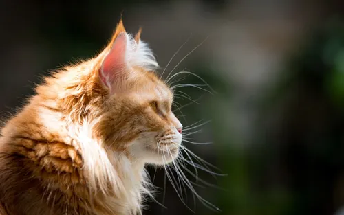 Кот Картинки кошка с закрытыми глазами
