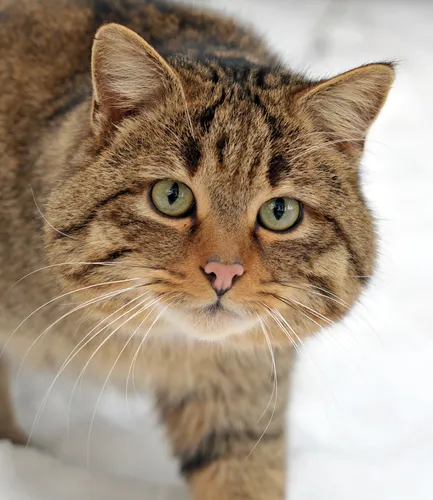 Кот Картинки кошка с зелеными глазами