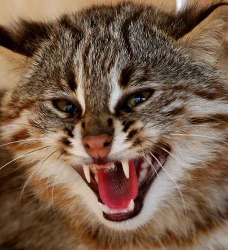 Кот Картинки кошка с открытым ртом
