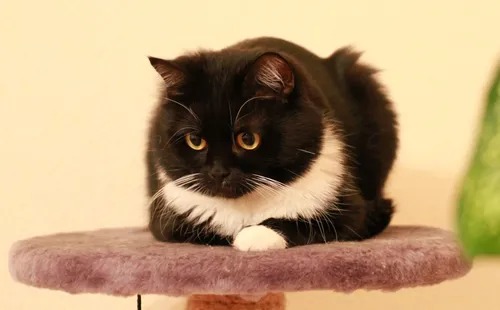 Кот Картинки кошка сидит на фиолетовом одеяле