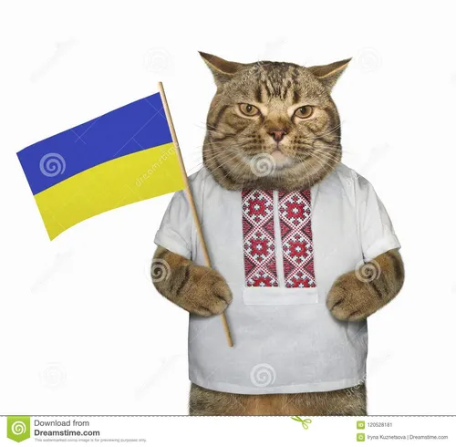 Кот Картинки кошка в костюме и галстуке