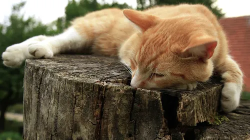 Кот Картинки кошка, лежащая на пне