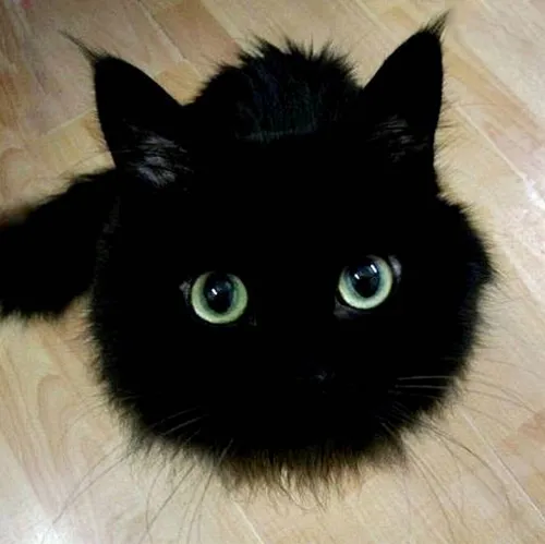 Кот Картинки черная кошка с зелеными глазами