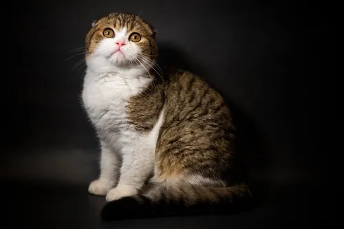 Кот Картинки кошка сидит и смотрит в камеру