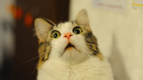 Кот Картинки кот с удивленным выражением лица