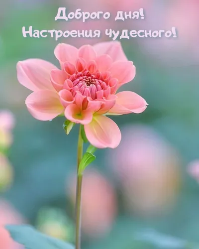 Красивые Хорошего Дня И Настроения Картинки розовый цветок с зелеными листьями