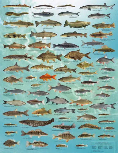 Названия Рыб С Картинками Картинки фоновый узор