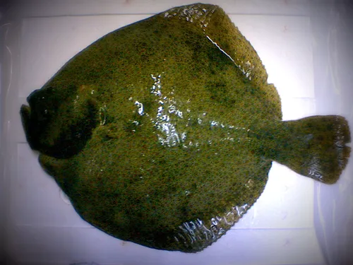 Названия Рыб С Картинками Картинки зеленое морское существо