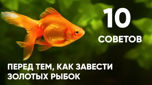Названия Рыб С Картинками Картинки золотая рыбка с белым текстом