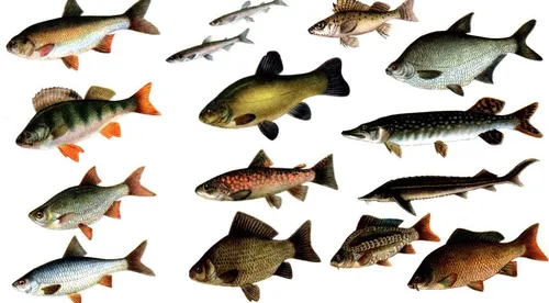 Названия Рыб С Картинками Картинки группа рыб