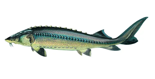 Названия Рыб С Картинками Картинки рыба с длинным хвостом