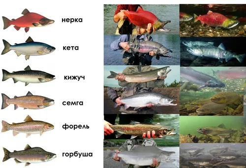 Названия Рыб С Картинками Картинки коллаж человека и группы рыб