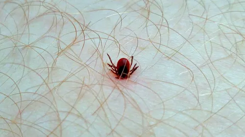 Клещ Фото красный жук на листе
