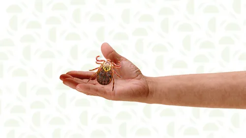 Клещ Фото рука, держащая маленькое насекомое
