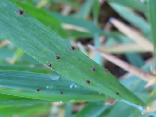 Клещ Фото группа муравьев на листе