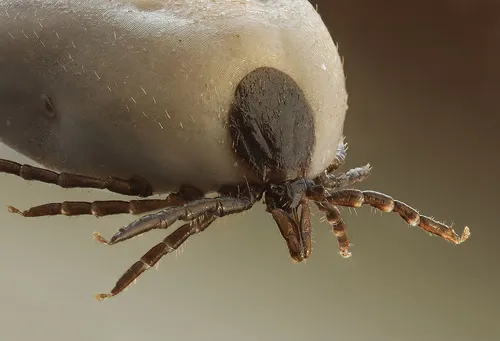Клещ Фото паук с большой паутиной
