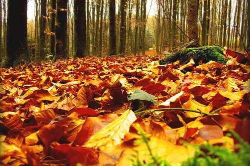 Осенние Листья Картинки куча опавших листьев