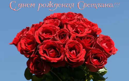 С Днем Рождения Светлана Картинки группа красных роз