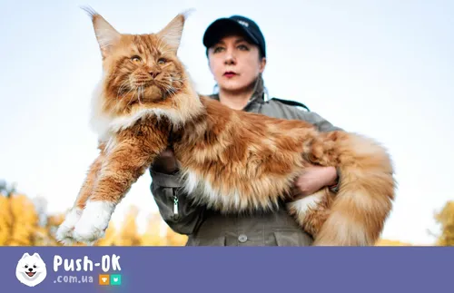 Мейн Кун Фото человек, держащий кошку