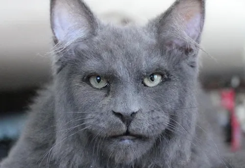 Мейн Кун Фото серый кот с зелеными глазами