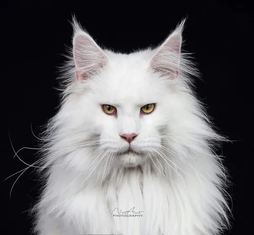 Мейн Кун Фото белая кошка с желтыми глазами