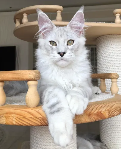 Мейн Кун Фото кошка, сидящая на стуле