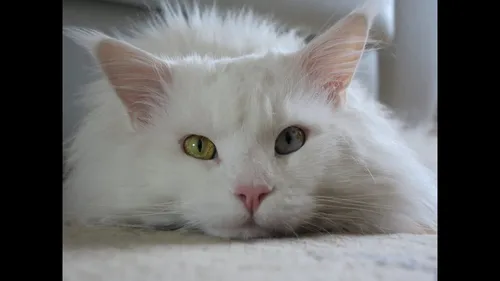 Мейн Кун Фото белая кошка с зелеными глазами