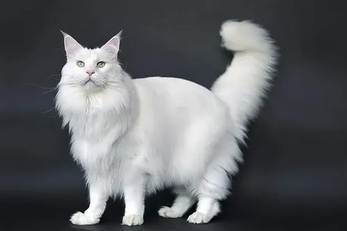 Мейн Кун Фото белая кошка с белым хвостом