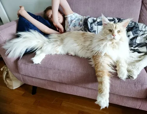 Мейн Кун Фото кошка, лежащая на человеке