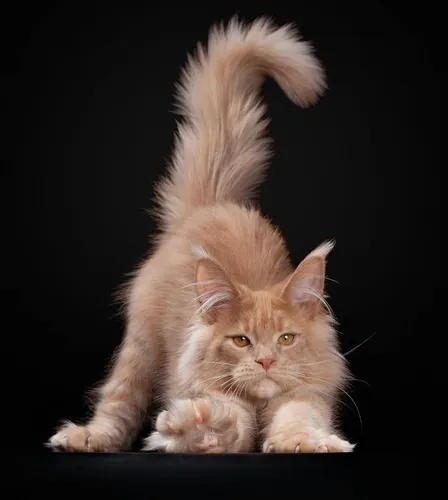 Мейн Кун Фото кошка с пушистым хвостом