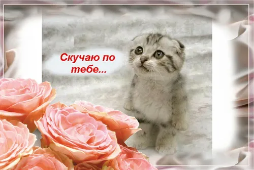 Скучаю По Тебе Картинки кот сидит рядом с букетом розовых роз