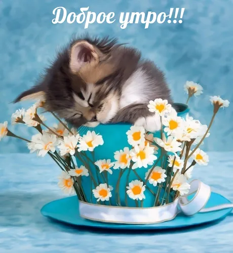 Хорошего Настроения Хорошего Дня Прикольные Картинки котенок в чайной чашке с цветами