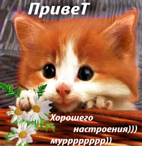 Хорошего Настроения Хорошего Дня Прикольные Картинки кошка с цветком во рту