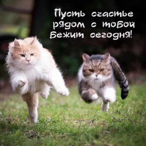 Хорошего Настроения Хорошего Дня Прикольные Картинки кошка прыгает в воздух с другой кошкой, бегущей на заднем плане