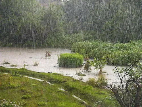 Дождь Картинки собака гуляет в болоте