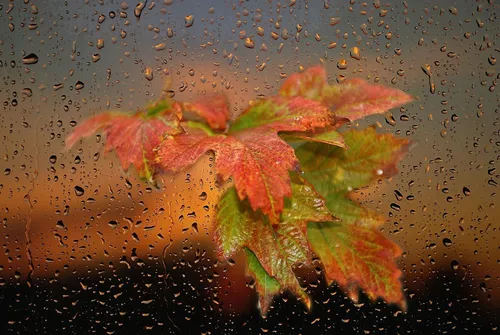 Дождь Картинки группа разноцветных листьев