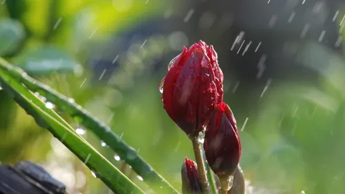 Дождь Картинки красный цветок на растении