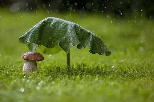 Дождь Картинки зеленый лист на грибе